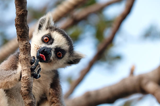 A lemur in a tree sticking its tongue out stock photo
