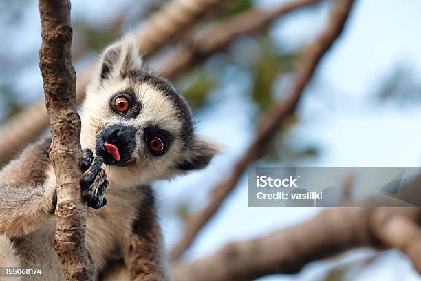 Foto de Lêmur Catta e mais fotos de stock de Lêmure - Lêmure, Madagáscar, Lêmure Selvagem