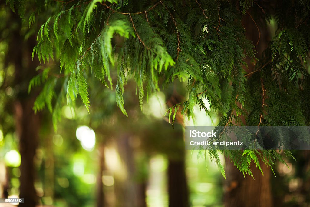 Western red cedar  Cedar Tree Stock Photo