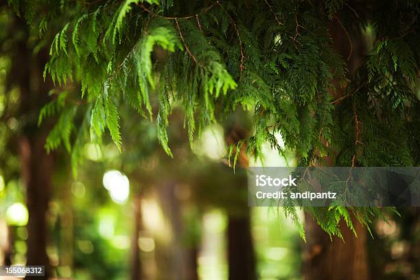 Western Red Cedar Stock Photo - Download Image Now - Cedar Tree, Branch - Plant Part, Western Red Cedar