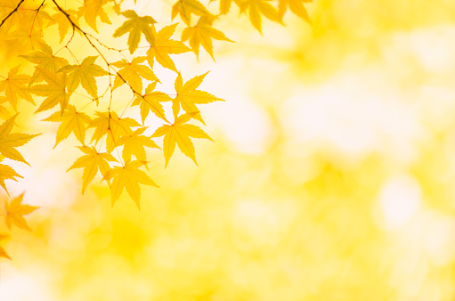 Yellow maple leaves on a blurred background. Autumn season. Copy space