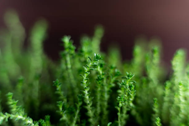 istock Fresh watercress grass sprouts with water droplets. Selective focus. Macro grass 1550688763