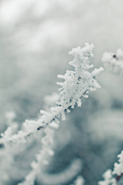istock Abstract Close-up of Icy Branches in Winter 1550690864
