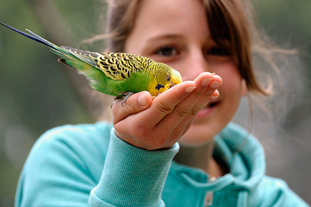 linda chica con budgie - parrot young animal human hand cute fotografías e imágenes de stock