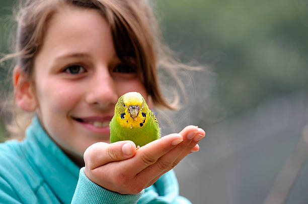 linda chica con budgie - parrot young animal human hand cute fotografías e imágenes de stock