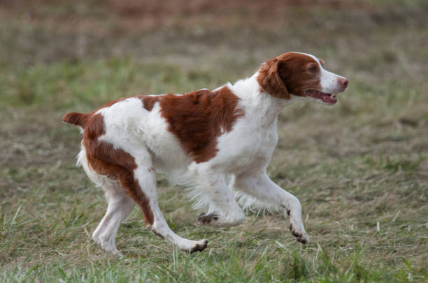 istock Brittany trotting along on the grass 1550691394
