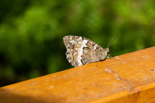 Butterfly in the nature