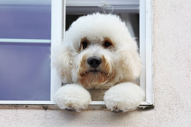 istock fluffy white dog looking out a window on his paws 155069197