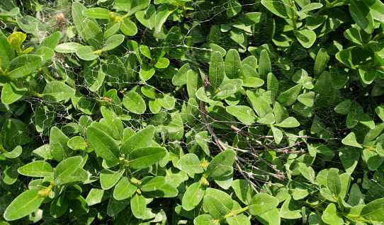 Spider web on the green branches of the bush top view