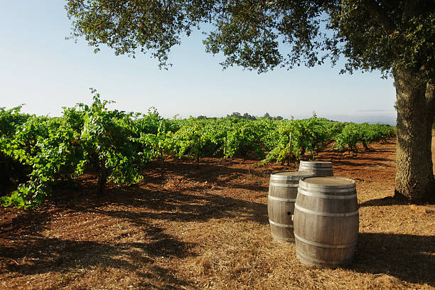 Vineyard with Barrels &amp; Oak Tree stock photo