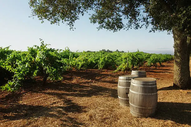 Photo of Vineyard with Barrels & Oak Tree