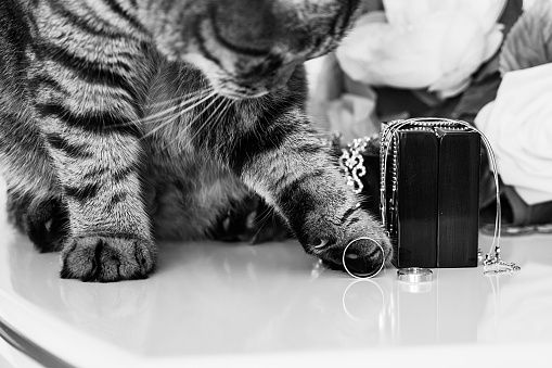 Fat cat playing with wedding rings and accesories on the table