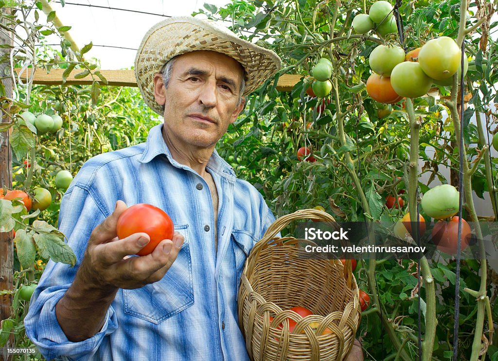 Agriculteur cueillir des tomates - Photo de Adulte libre de droits
