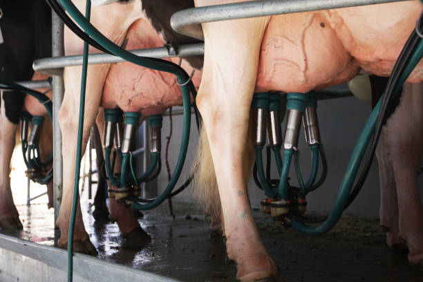 Row of cows during milking using extractor machines stock photo