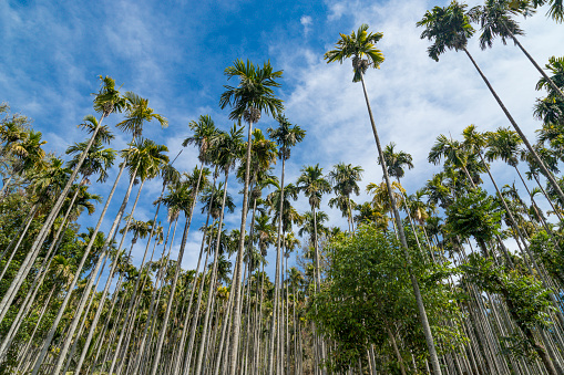 Areca nut, Areca nut palm, Areca palm, Betel nut palm, Betel Nuts tree garden park