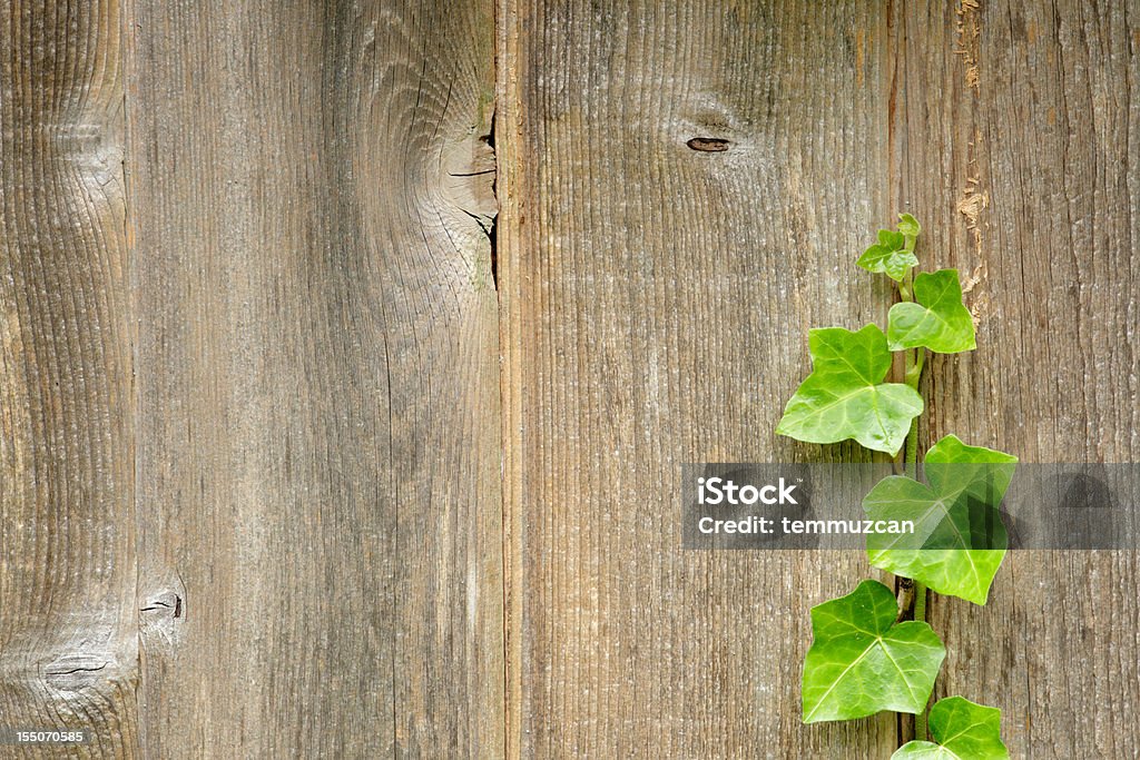 Ivy - Photo de Couleur verte libre de droits