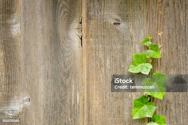 Photo libre de droit de Ivy banque d'images et plus d'images libres de droit de Couleur verte - Couleur verte, En bois, Mur d'enceinte