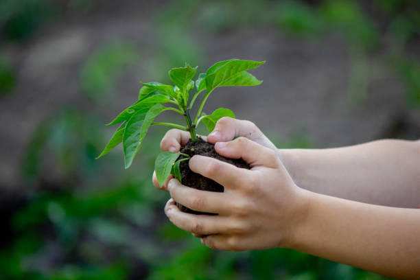 istock the child holds a sprout in his hands. Selective focus. 1550708173