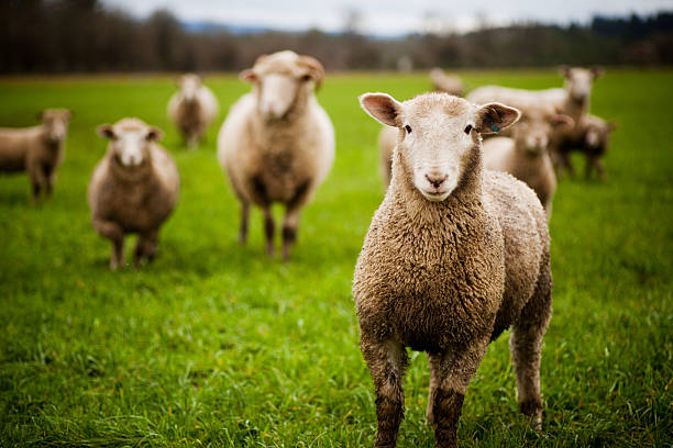 rebaño de oveja curioso mirando a la cámara - flock of sheep fotografías e imágenes de stock