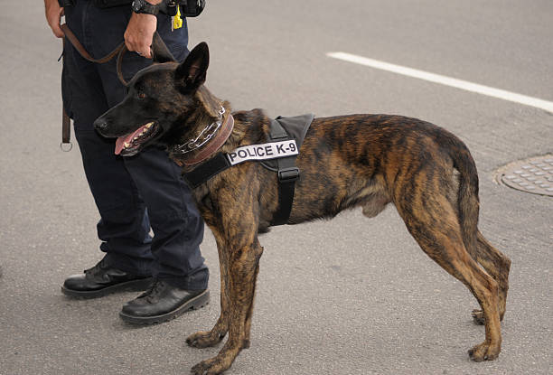 istock K-9 Police Dog and Officer 155071280
