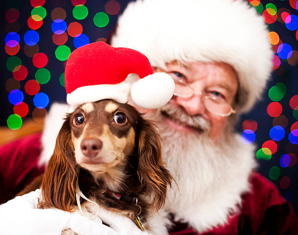 рождественский щенок - santa dog стоковые фото и изображения