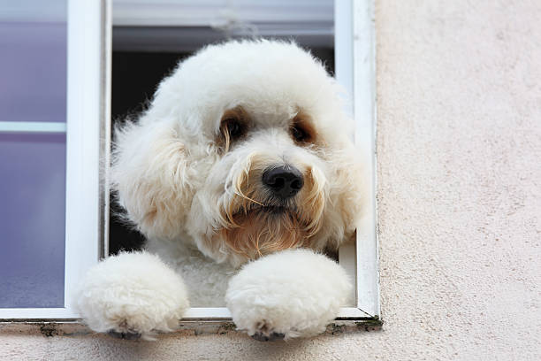 istock dog looking out of a window on his paws 155072020