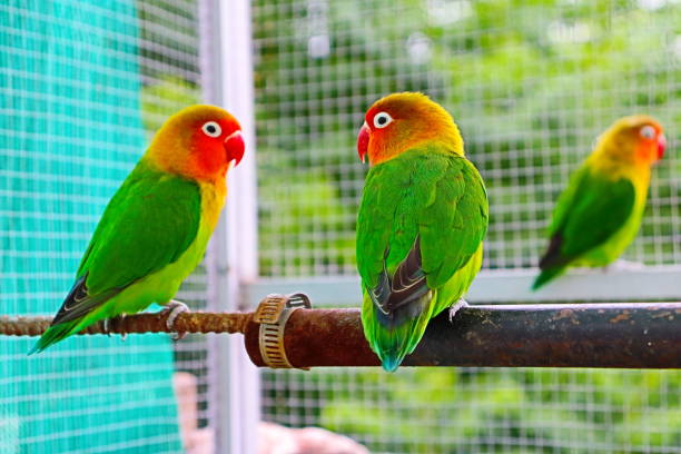 istock Beautiful lovebirds, breeding pair, nature background 1550721177