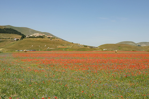 Red Poppies Bloom On A Vast Green Wheat Field Beneath A Cloudy Blue Sky,Creating A Scenic View In The Heart Of The Expansive Rural Landscape