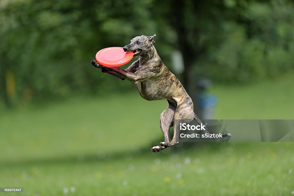 Regardez ! - Photo de Chien libre de droits