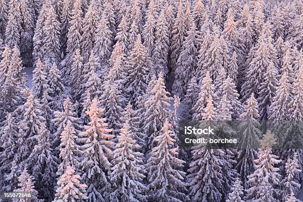 Winter Forest At Sunrise Foto de stock y más banco de imágenes de Abeto Picea - Abeto Picea, Nieve, Puesta de sol