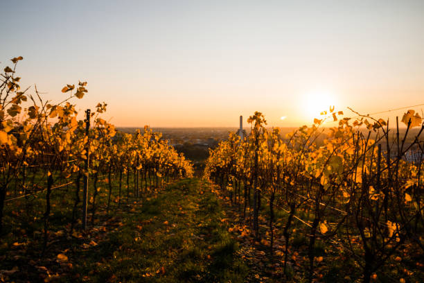istock Vineyard in Heidelberg at Sunset 1550726581