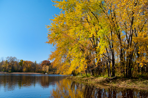 Yellow leaves in autumn on the surface of the water in the lake, Uman