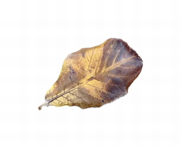 istock a photography of a leaf with a white background, leaf with a thin stem on a white background. 1550729279