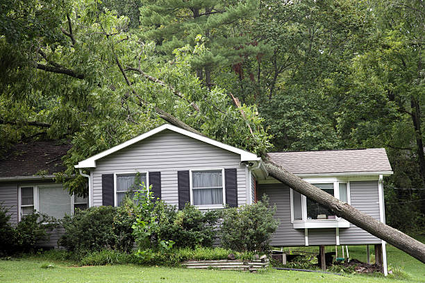 baum auf einer house - storm damage stock-fotos und bilder