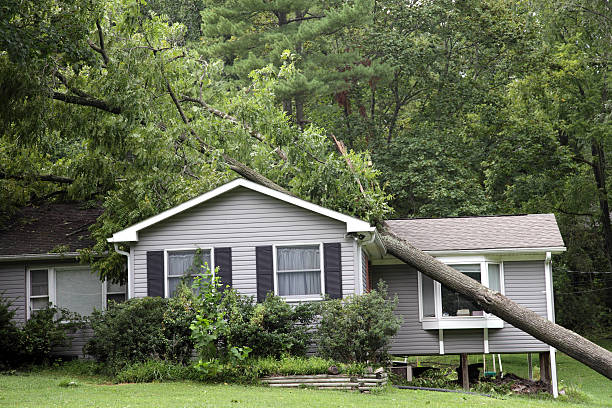 istock Fallen tree on top of grey bungalow house 155072992