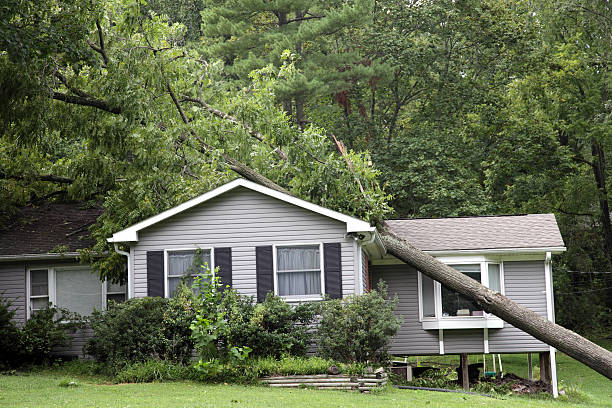 fallen tree on top of grey bungalow house - hasarlı stok fotoğraflar ve resimler