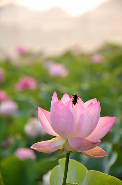 istock Beauty in nature 155073034
