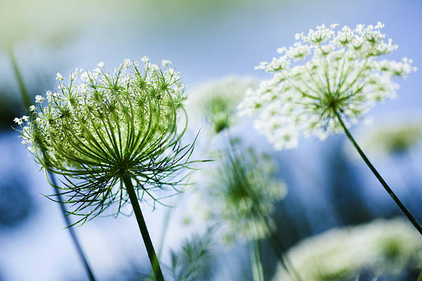 Queen Anne's lace stock photo