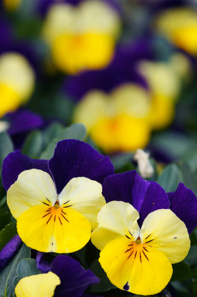 istock Yellow-purple pansies 155073613