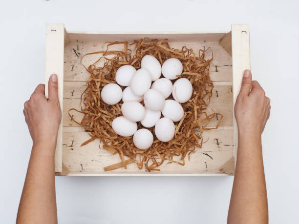 Farmer collect fresh chicken eggs