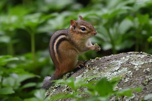 istock Chipmunk on rock eating acorn 1550741628