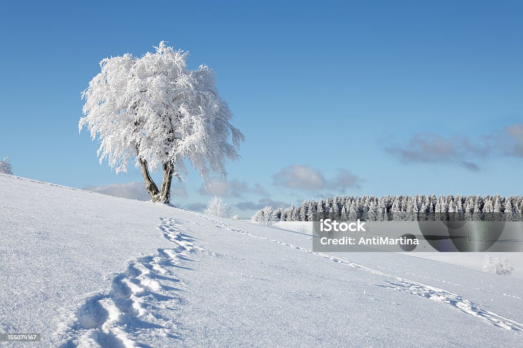 trail w Po śladach w śniegu - Zbiór zdjęć royalty-free (Drzewo)