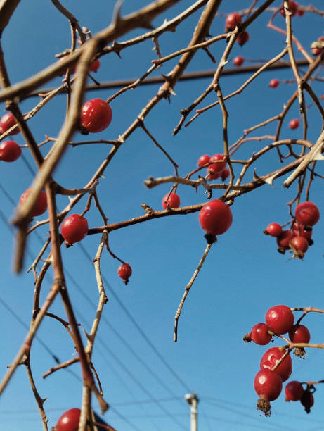 Capture the vibrant beauty of red rosehip berries adorning bare branches against the backdrop of a clear blue sky in Bakuriani, Georgia. This photo, taken on a sunny winter day, showcases the contrasting colors and natural splendor of the scene.
