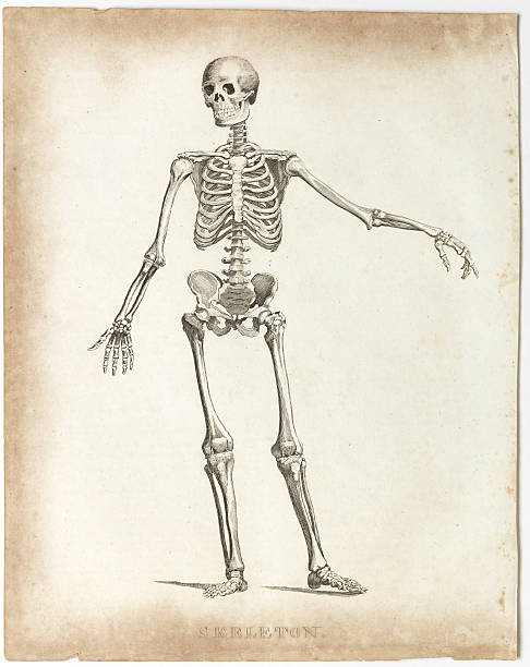 istock Skeleton, Anatomy 1812, Antique Engraving 155074505