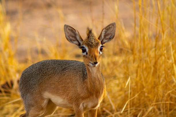 Damara dik dik (the smallest antelope) on savannah on a sunny day. Namibia