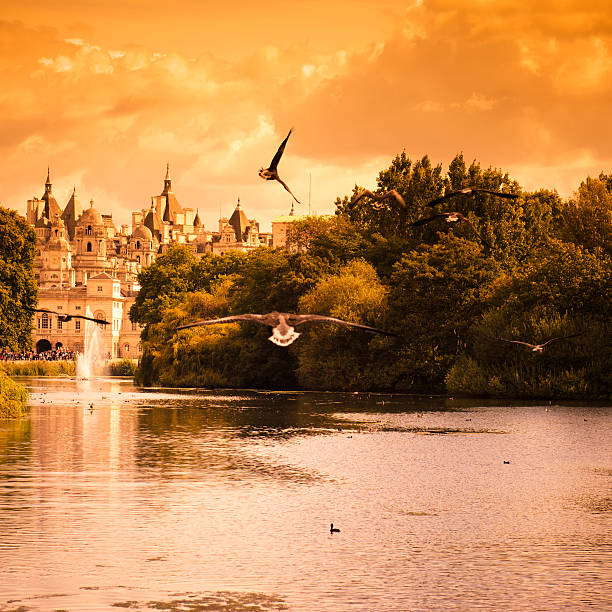 istock St james park in London with seagulls foreground 155075222