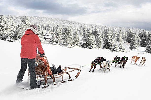 Dog sledding in Norway Dog sledding in Norway in Nordseter area.
 malamute stock pictures, royalty-free photos & images