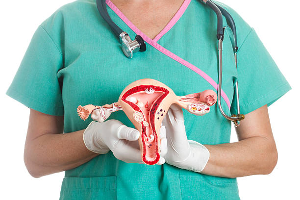 utérus et ovaries modèle - cancer cervical photos et images de collection