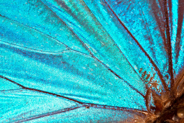 schmetterlingsflügel hintergrund - morphofalter makro stock-fotos und bilder