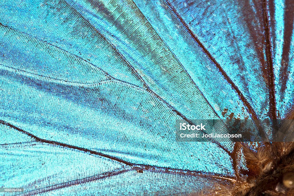 Butterfly wing background  Butterfly - Insect Stock Photo